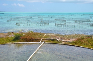 Conch Farm