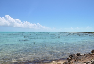 Conch Farm