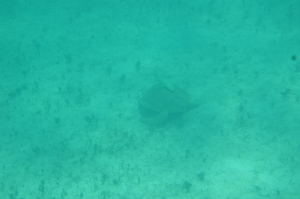 Mermaid Submarine (55) (800x531)