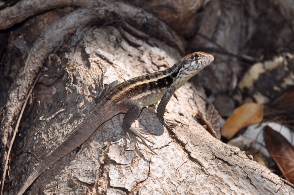 Curly-Tailed-Lizard-by-Oliver-French